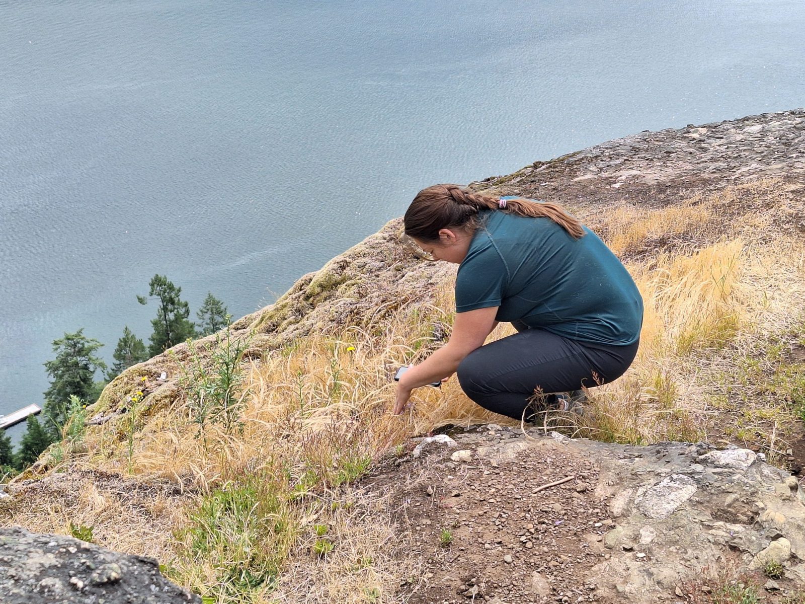 Person carefully tending grasses on a coastal bluff above the water on Vancouver Island