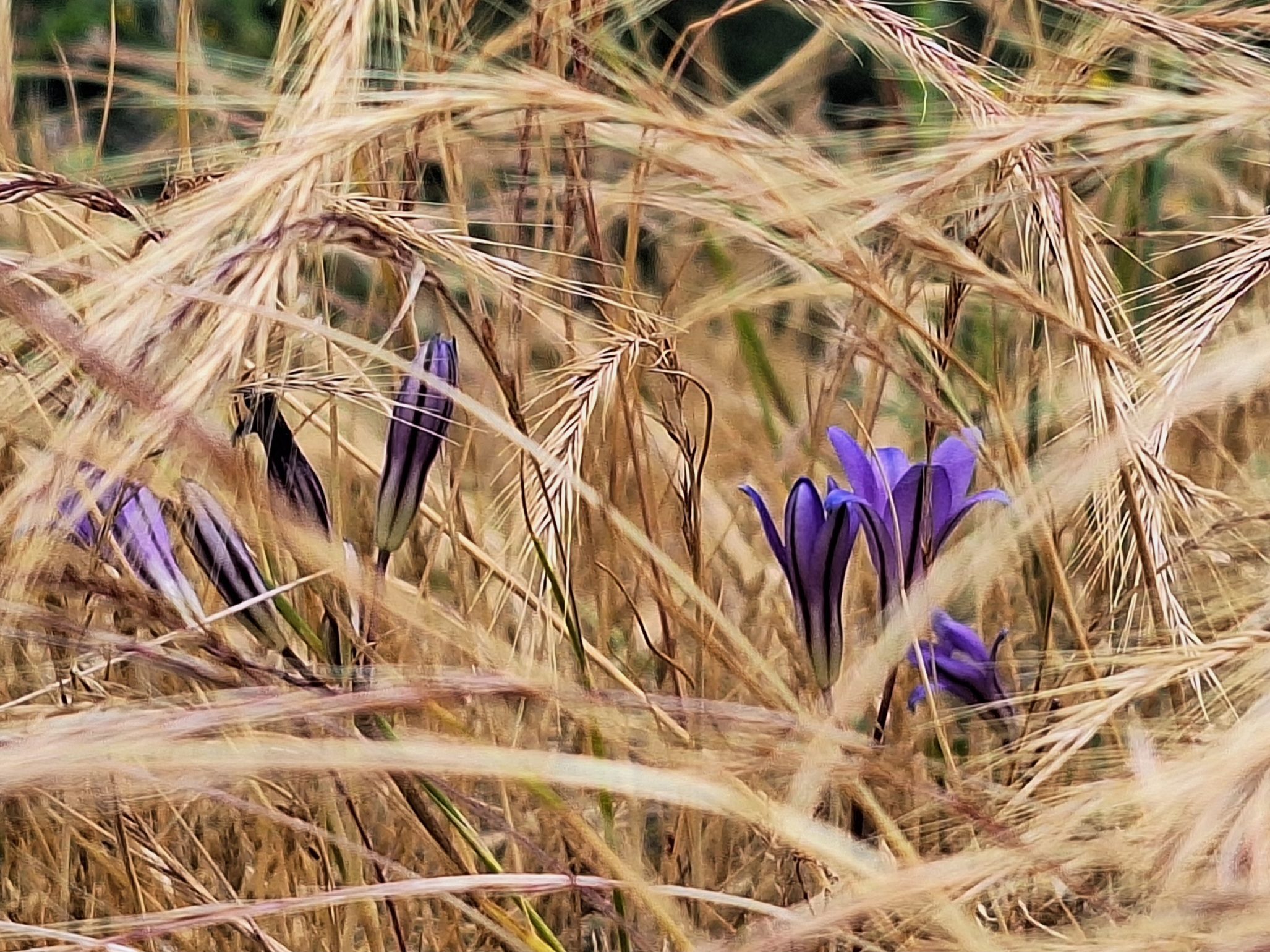 Purple wildflowers emerging among golden coastal grasses on Vancouver Island