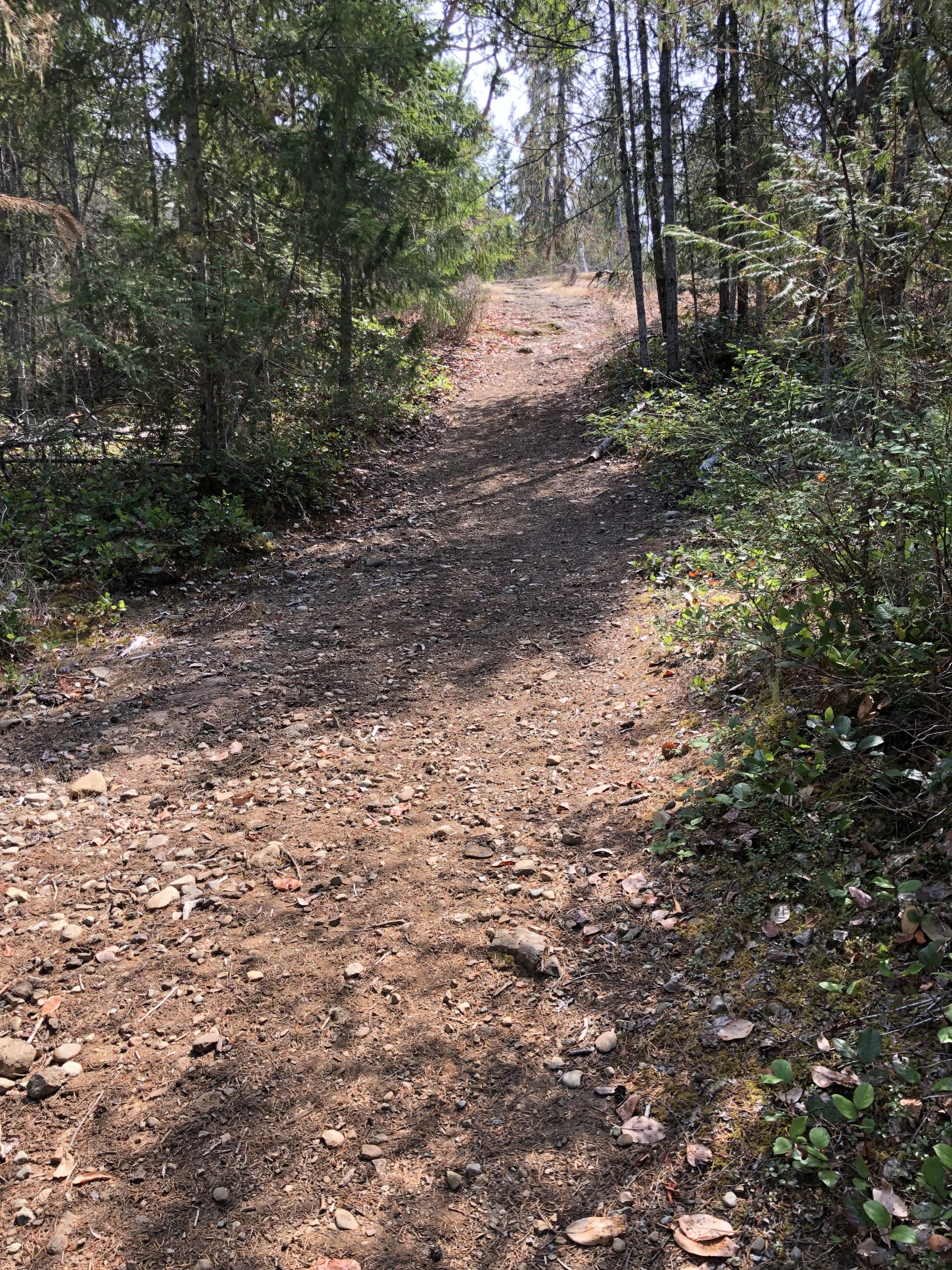 Dirt and pebble forest path climbing gently through conifers on the Mesachie Mountain Trail