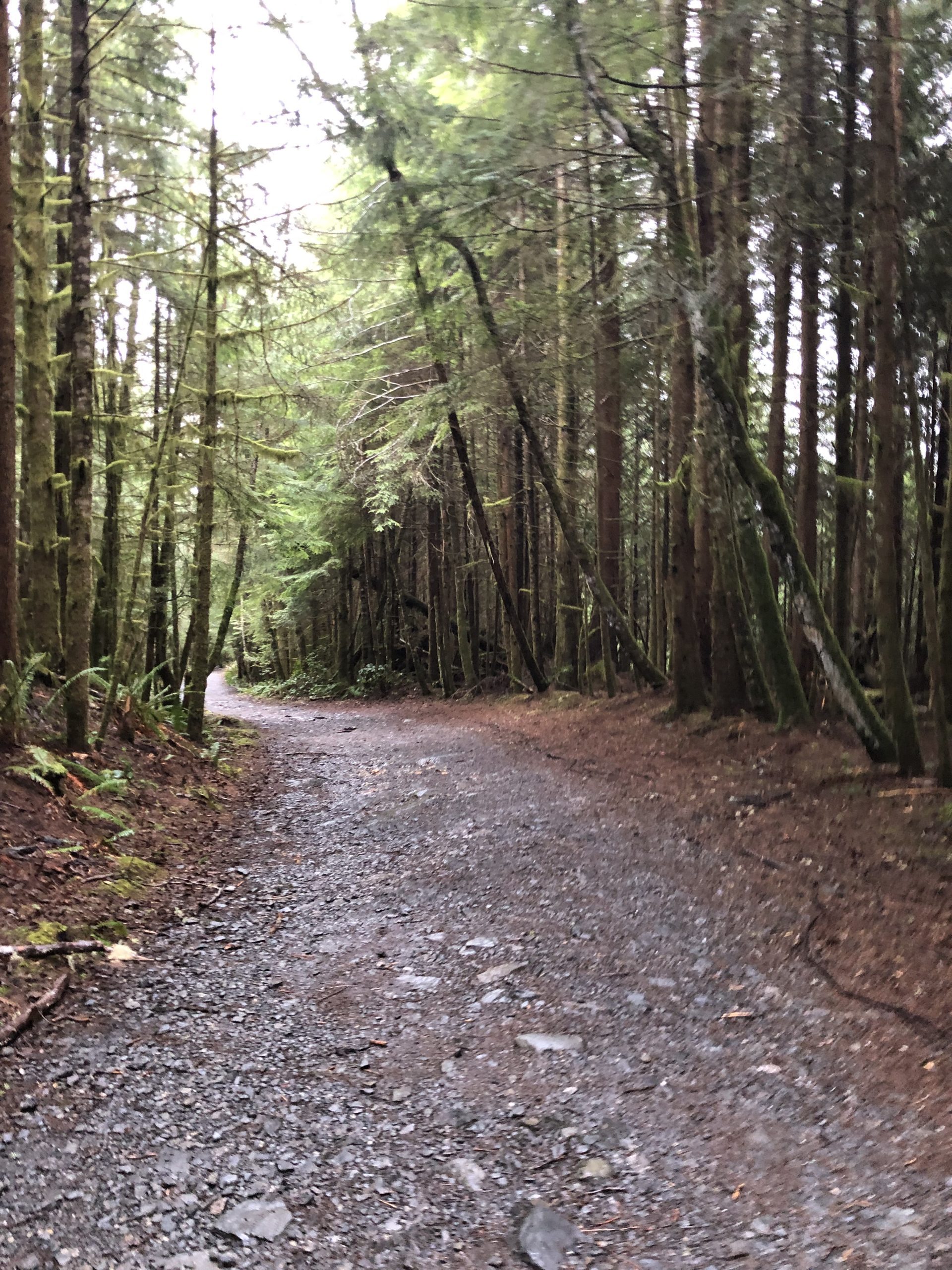 Botanical Loop Trail through tall mossy trees in Port Renfrew, Vancouver Island