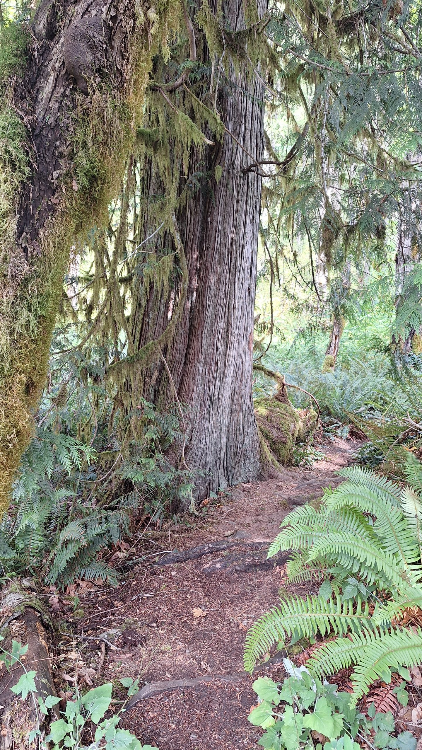 Cedar trunk and fern-lined footpath near Skutz Falls on the Cowichan River, Vancouver Island